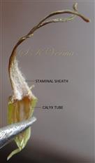  Stamens